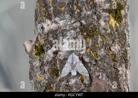 Großer Gabelschwanz, Cerura Vinula, Dicranura Vinula, puss moth, la Queue fourchue, Vinule, Grande harpie, Zahnspinner, Notodontidae Banque D'Images