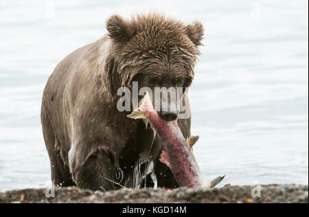 Chez l'ours brun, manger du saumon rouge, lac Naknek, katmai national park, alaska Banque D'Images