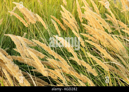 Fleurs reed palpitations dans le vent sur une fin d'après-midi Banque D'Images