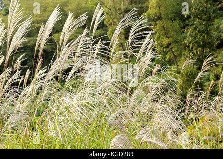 Fleurs reed palpitations dans le vent sur une fin d'après-midi Banque D'Images