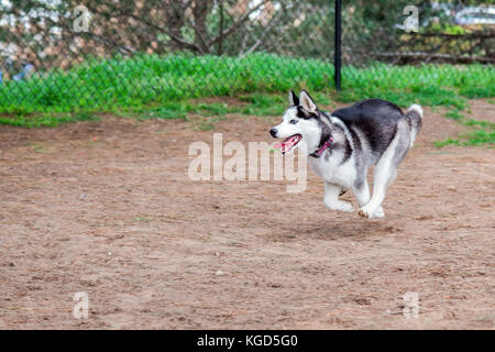 Chiot Husky Sibérien en marche et jouer à un parc pour chiens Banque D'Images