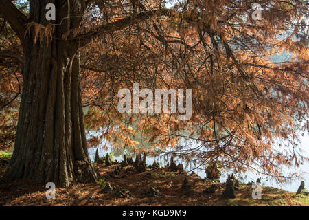 Taxodium distichum cypress swamp :. l'automne. Banque D'Images