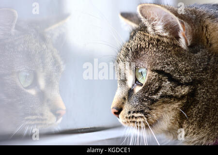 Close-up d'un chat regardant par la fenêtre - avec son reflet dans le verre Banque D'Images