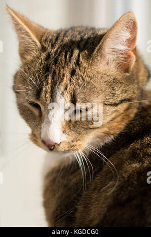 Portrait d'un chat tigré avec du blanc nez et les yeux mi-clos Banque D'Images