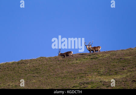 Red Deer (Cervus elaphus, trois hommes à marcher le long de la crête de la colline. Glen Shee, Highland, Scotland, UK. Banque D'Images
