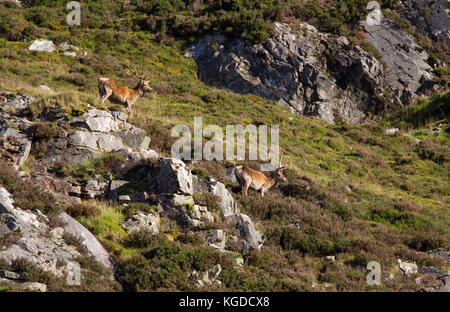 Red Deer (Cervus elaphus, deux hommes adultes debout sur une colline rocheuse. Glen Shee, Highland, Scotland, UK. Banque D'Images