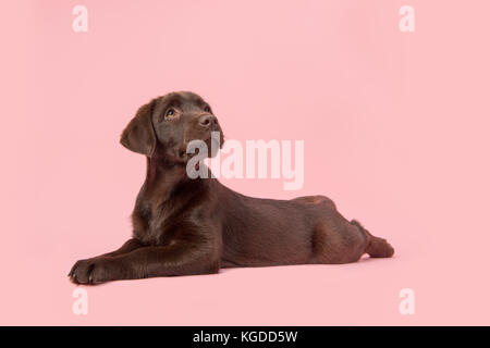 Chiot labrador retriever brun couché sur le sol vu de côté jusqu'à la sur un fond rose Banque D'Images