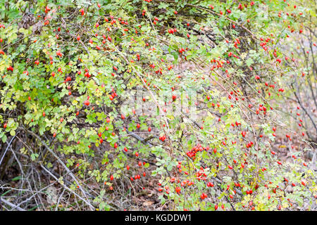 Bush les hanches avec les baies mûres baies d'un dogrose. Sur un buisson de roses sauvages fruits.. dogrose épineux d'églantier rouge. Banque D'Images