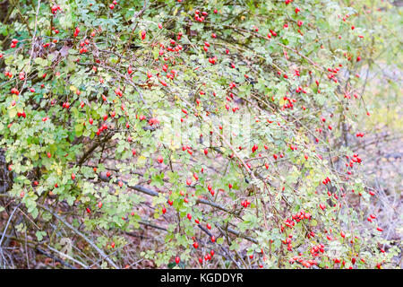 Bush les hanches avec les baies mûres baies d'un dogrose. Sur un buisson de roses sauvages fruits.. dogrose épineux d'églantier rouge. Banque D'Images