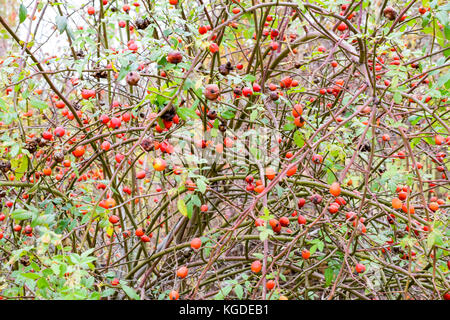 Bush les hanches avec les baies mûres baies d'un dogrose. Sur un buisson de roses sauvages fruits.. dogrose épineux d'églantier rouge. Banque D'Images