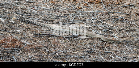 Un crotales serpente à travers le sol près de la moitié dome dans le parc national Yosemite. Banque D'Images