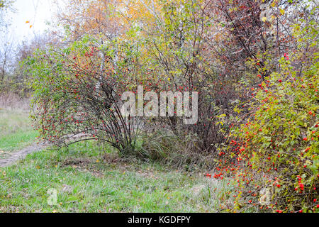 Bush les hanches avec les baies mûres baies d'un dogrose. Sur un buisson de roses sauvages fruits.. dogrose épineux d'églantier rouge. Banque D'Images