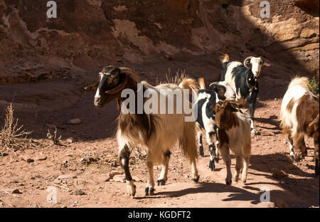 Troupeau de chèvres de montagne Damas bédouine sur la route à Ad Deir, le monastère, Petra, Jordanie, Moyen-Orient Banque D'Images