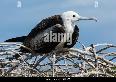 Une femelle Frégate superbe (Fregata magnificens) dans un rare moment quand elle est perchée au lieu de planeur dans l'air. Banque D'Images