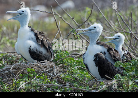 Trois magnifiques pour mineurs frigatebirds (Fregata magnificens) lutte pour se rafraîchir par une chaude journée. Banque D'Images