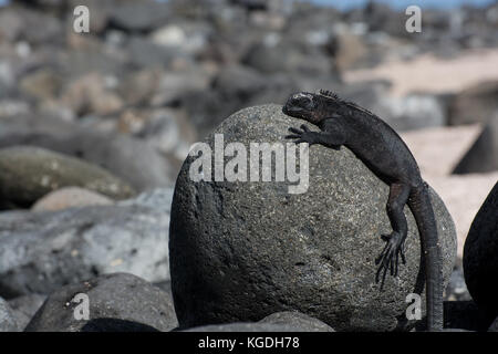 Un iguane marin au soleil dans les îles Galapagos, en Équateur. Banque D'Images