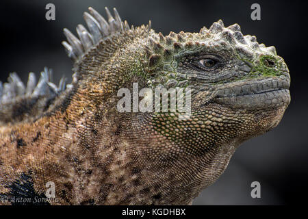 Un portrait de l'iguane marin endémique des îles Galapagos. Banque D'Images