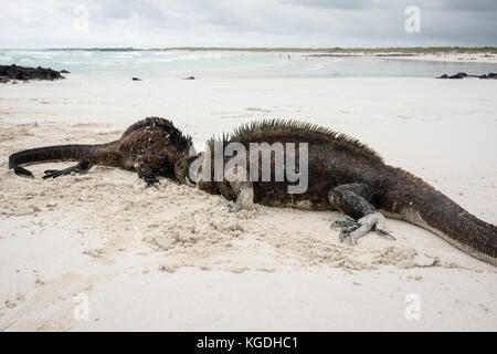 Deux iguane marin les mâles se battent sur la plage dans les îles Galapagos, en Équateur. Banque D'Images