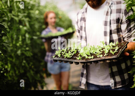 Image du couple d'agriculteurs dans les pousses de semis jardin Banque D'Images