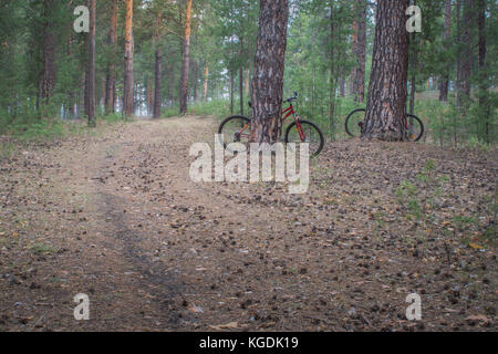 Des vélos garés dans les bois sur un sentier au lever de l'arrière-plan. Sentier de marche ou de bicyclette chemin. Banque D'Images