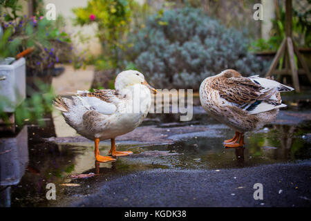 Lissage de canard après le bain Banque D'Images