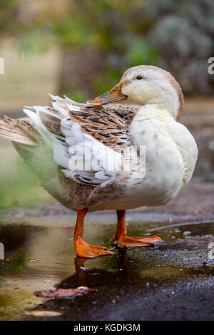 Lissage de canard après le bain Banque D'Images