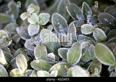 Les feuilles colorés couverts de givre. première gelée, automne, hiver, le couvert naturel. arrière-plan, motif de légumes vert feuilles de l'automne. Banque D'Images