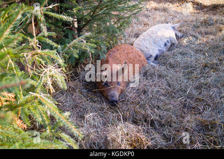 Wollschwein, porc mangalica, Autriche, mangalitsa Banque D'Images