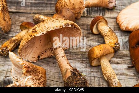 Parasol et cèpes, champignons forestiers comestibles sur table en bois, vue du dessus Banque D'Images