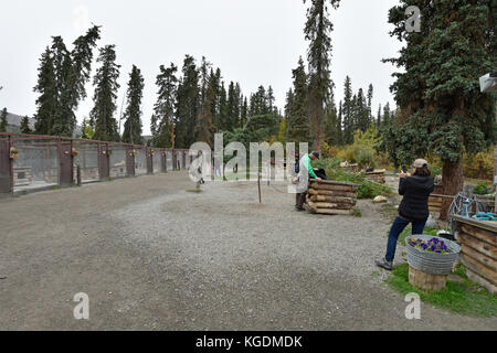 Chien de traîneau, traîneau à chien, chien, les visiteurs du parc, chenil, niche, Denali, Denali National Park, Alaska, USA Banque D'Images