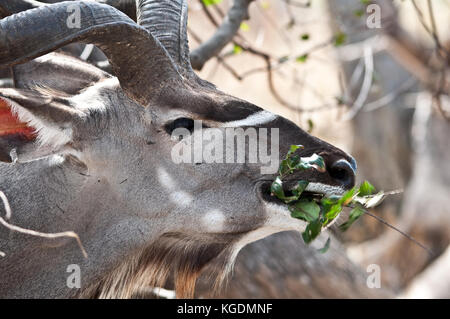 Un grand koudou (Tragelaphus strepsiceros) Allaitement. Cette image a été prise en afrique du sud. Banque D'Images