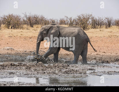 Un éléphant d'Afrique bénéficiant d'un bain de boue dans un trou d'arrosage dans la savane namibienne Banque D'Images