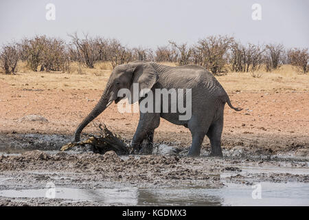 Un éléphant d'Afrique bénéficiant d'un bain de boue dans un trou d'arrosage dans la savane namibienne Banque D'Images