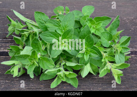 L'origan sauvage ou origanum vulgare frais, feuilles vertes sur fond de bois, côté vue rapprochée Banque D'Images