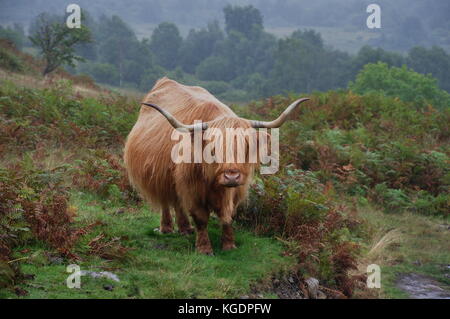 Les Vaches à l'herbe noire Banque D'Images