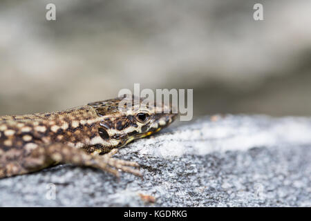 Vue de côté naturel européen lézard des murailles (Podarcis muralis) couchée sur le granit Banque D'Images