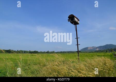 L'owl house à la rizière Banque D'Images