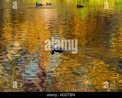 Mallard Anus platyrhyncha nageant à travers les réflexions d'automne les arbres de chêne Banque D'Images