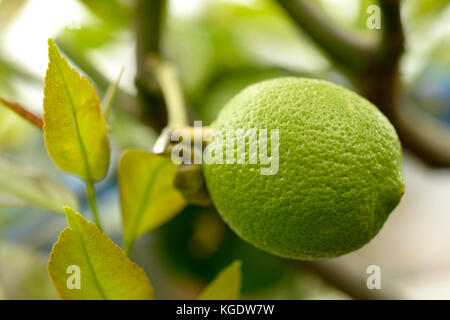 Fruits de citron dans l'arbre Banque D'Images