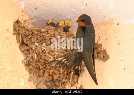 L'hirondelle rustique (Hirundo rustica) près de son nid, trois jeunes avec la bouche ouverte appelant à l'alimentation. un couple reproducteur d'hirondelles construit un nid à partir de Banque D'Images