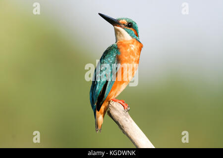 Kingfisher (Alcedo atthis commune) perché sur une branche. la politique commune de kingfisher se trouve dans toute l'Eurasie et l'Afrique du Nord. il mange du poisson, en milieu aquatique Banque D'Images