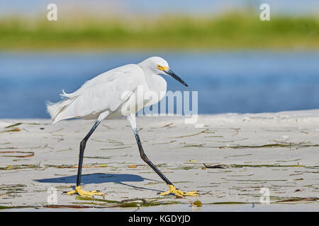 Aigrette neigeuse se pavaner sur la plage Banque D'Images