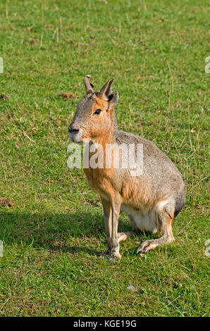 Mara dolichotis patagonum, Patagonie, Argentine, Amérique du Sud, captive, Banque D'Images