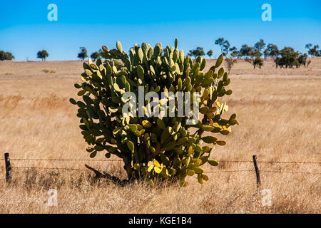 Poires de Barbarie (Opuntia sp.) Arbre dans l'outback australien Banque D'Images