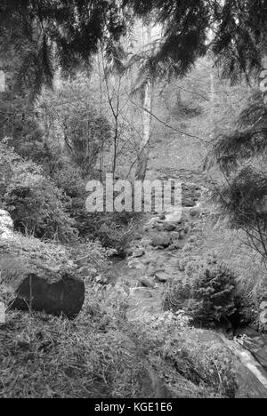 Sheffield, UK - Jan 2015 : Tinker Brook passe par la forêts anciennes de Glen Howe park le 18 Jan 2015 près de Wharncliffe Side Banque D'Images