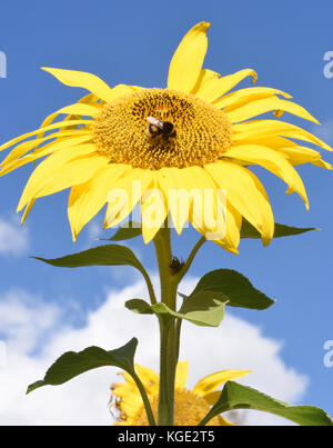 Un travailleur Buff-tailed bourdon (Bombus terrestris) pn une tête de tournesol par un beau jour d'été. Sissinghurst, Kent, UK Banque D'Images