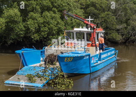 Parramatta, AUSTRALIE - 24 mars 2017 : australian environmental services nettoie les débris et des arbres hors de la Parramatta River près de la ville à l'aide de blue Banque D'Images