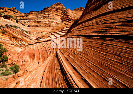 La poche blanc en Arizona. Banque D'Images