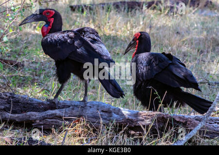 Deux calaos terrestre du sud, avec des marquages rouges autour des yeux et du cou, debout sur un journal de la mi-journée dans l'ombre. Serengeti tanzanien, 2017 Banque D'Images