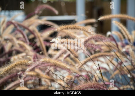 Pennisetum setaceum rubrum, Purple Fountain Grass Banque D'Images